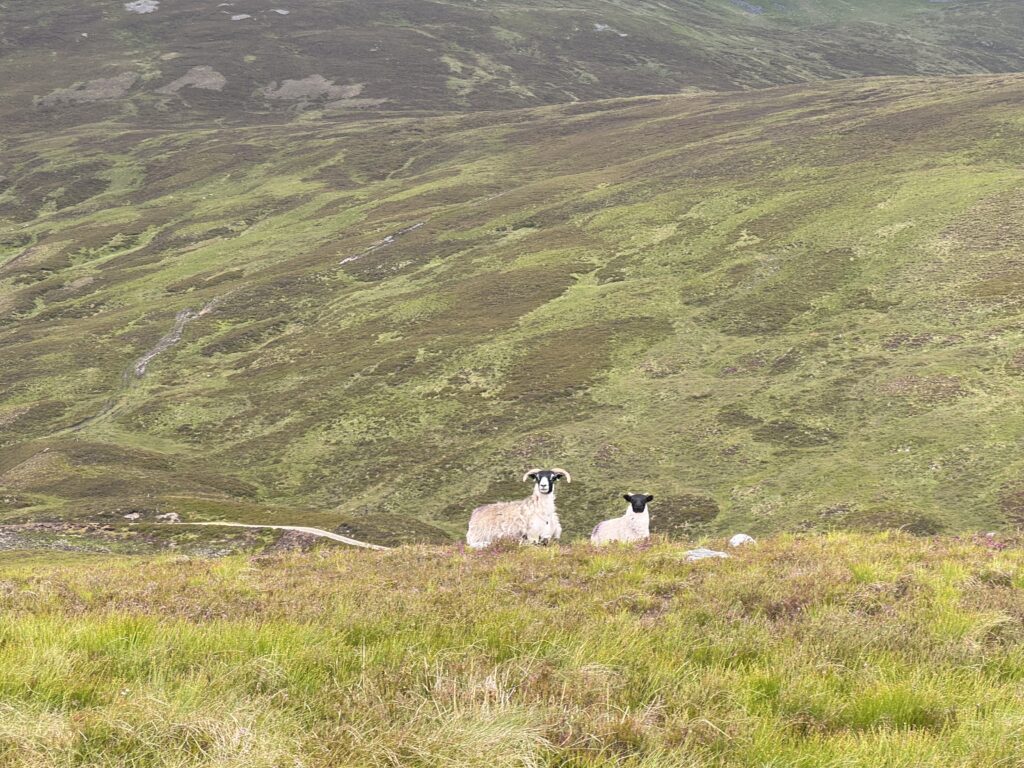 A ram and a ewe, both with dirty white bodies and black faces, looking at me attentively
